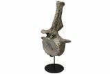 Apatosaurus Dorsal Vertebra With Stand - Colorado #113388-2